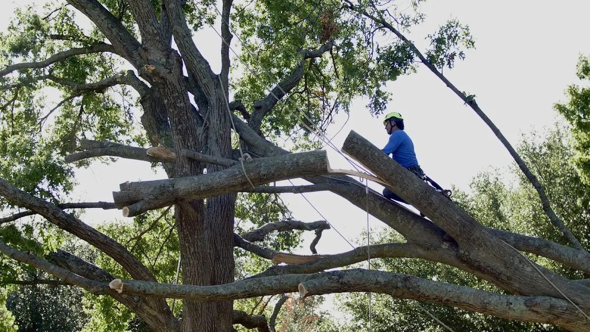 Professional Crown Thinning performed by certified arborists in Staffordsville